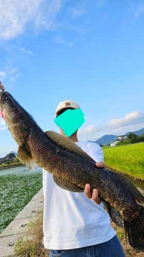 ライギョの釣果