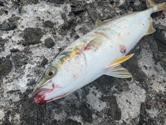 ヒラマサの釣果