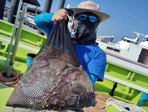 マダコの釣果