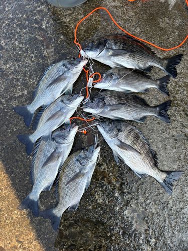 クロダイの釣果