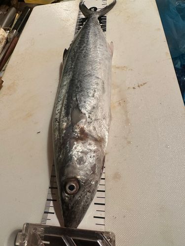 サゴシの釣果