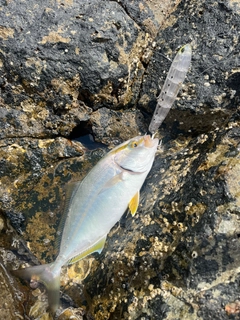ネリゴの釣果