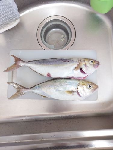 ネリゴの釣果