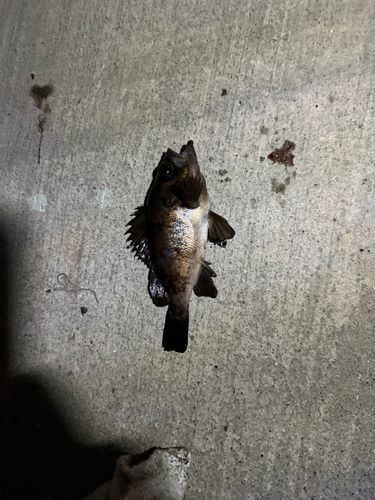 メバルの釣果
