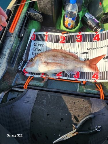 マダイの釣果