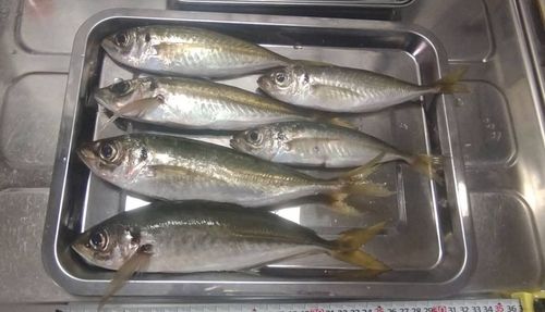 アジの釣果