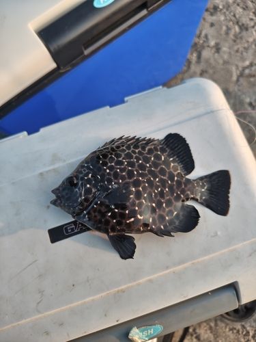 イシガキダイの釣果