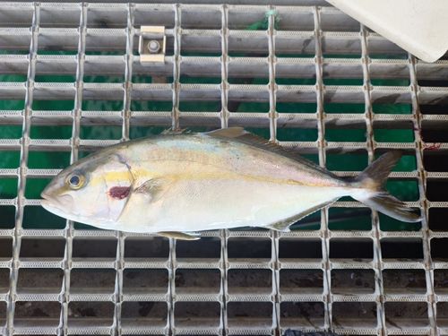 ネリゴの釣果