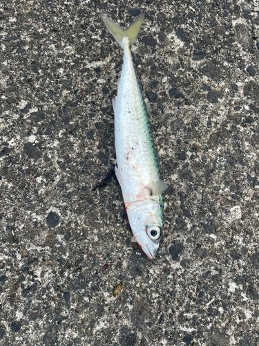 サバの釣果