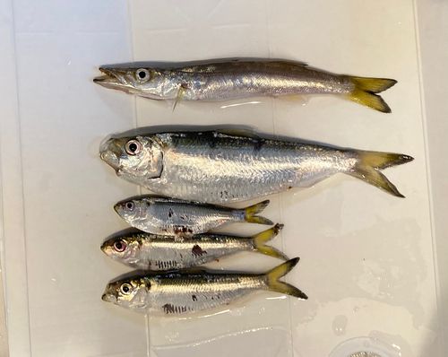 アカカマスの釣果