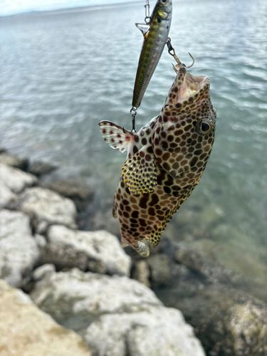 カンモンハタの釣果