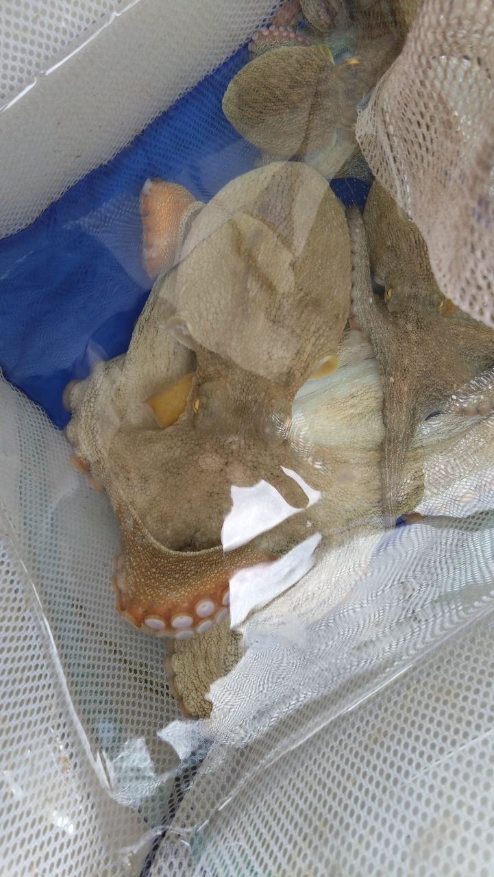 toshikun1970さんの釣果 1枚目の画像