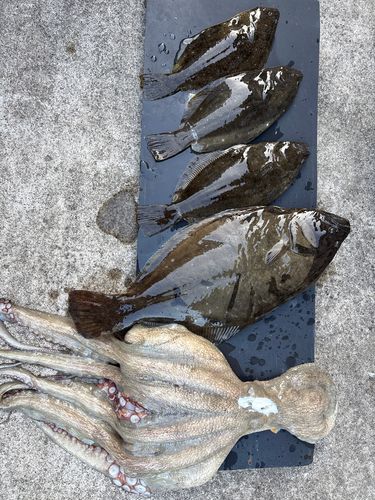 ヒラメの釣果