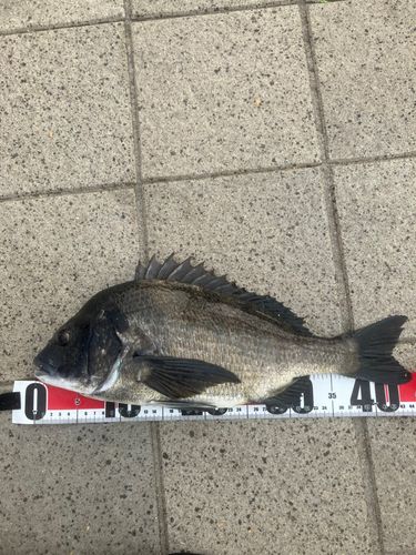 チヌの釣果
