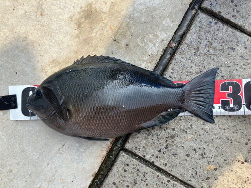 グレの釣果