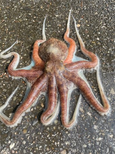 タコの釣果