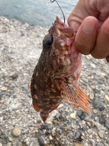 キジハタの釣果