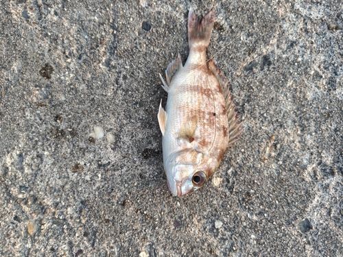 チャリコの釣果