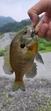 ブルーギルの釣果