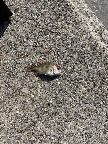 チダイの釣果