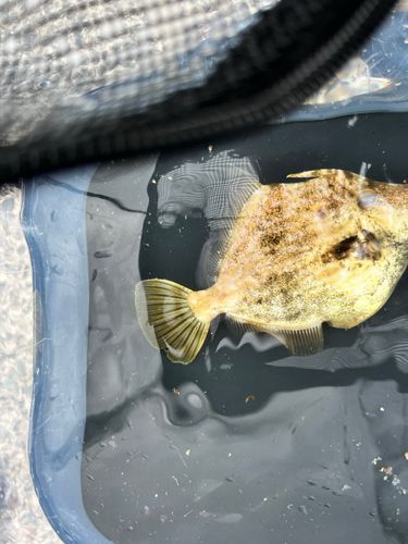 カワハギの釣果