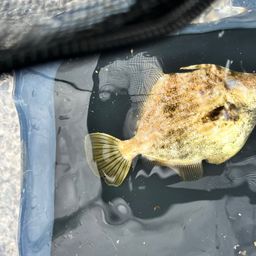 カワハギ