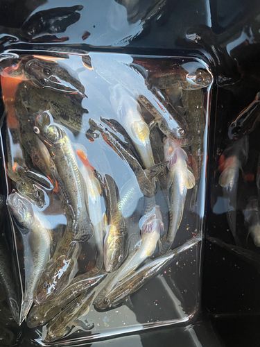 釣果