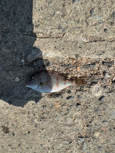タイの釣果