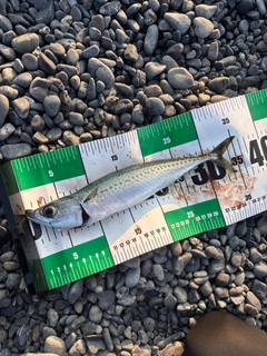 ゴマサバの釣果
