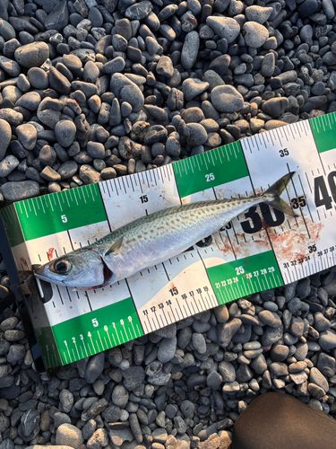 ゴマサバの釣果
