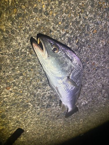 ニベの釣果