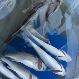 セイゴ（マルスズキ）