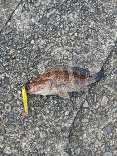 オオモンハタの釣果
