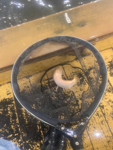 ドイツゴイの釣果