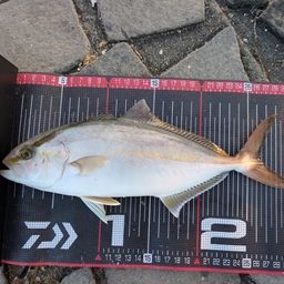 ショゴ