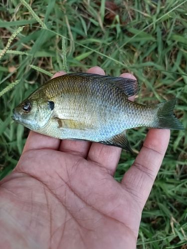 ブルーギルの釣果