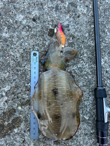 アオリイカの釣果