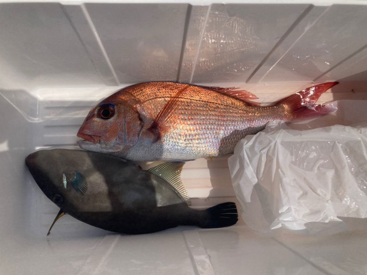 ライト君の晩御飯さんの釣果 2枚目の画像