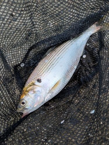 コノシロの釣果