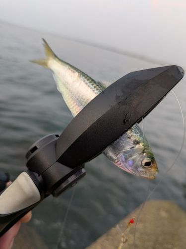 サッパの釣果