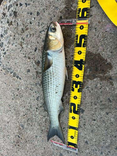 ボラの釣果