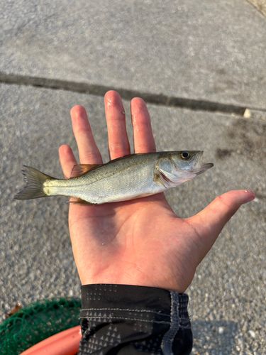 セイゴ(ヒラスズキ)の釣果