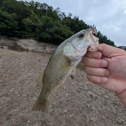 ブラックバス