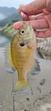 ブルーギルの釣果