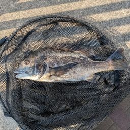 クロダイ