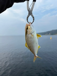 シオの釣果