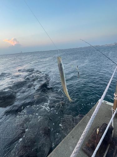 カマスの釣果