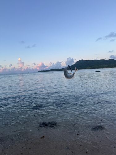 釣果