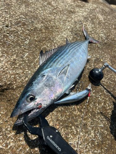 ハガツオの釣果