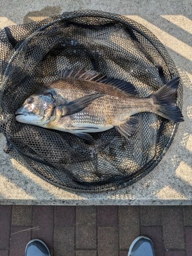 クロダイの釣果
